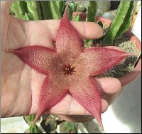 Stapelia 4